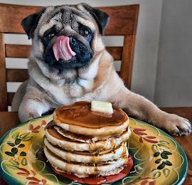 A Dog Sitting On A Plate