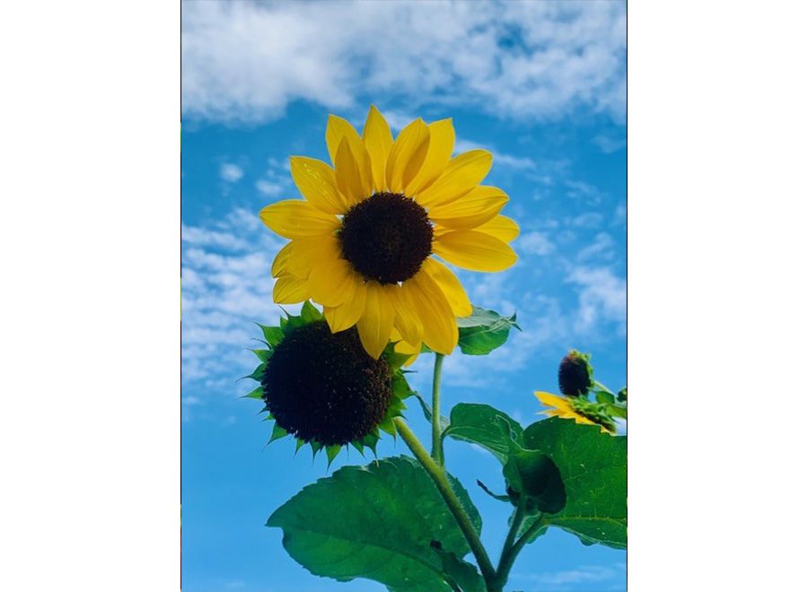A Close-up Of A Sunflower