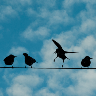 A Flock Of Birds Sitting On A Wire